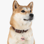 Pet Tag — “Mama’s Boy” Pink Round Dog/Cat ID Tag