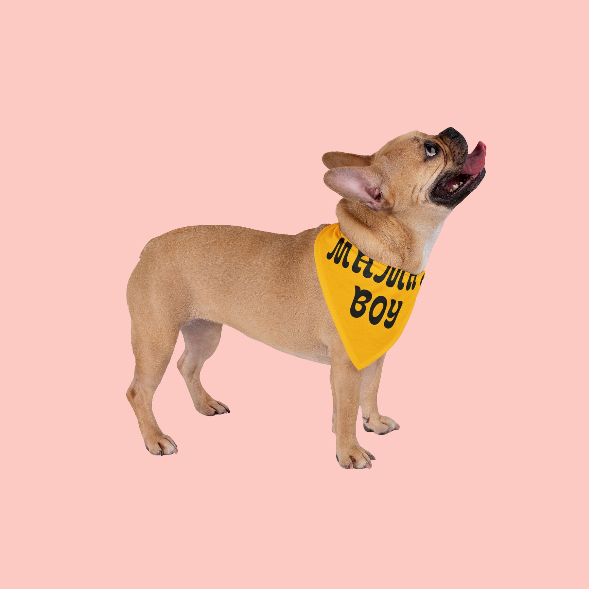 Mama's Boy Pet Bandana - Yellow Dog Bandana, Cute Retro Script Gift for New Puppies & Mother's Day