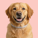 Paw Print Clip-On Pet Collar – Adjustable Dog & Cat Collar